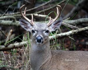 IMG_2881 key deer