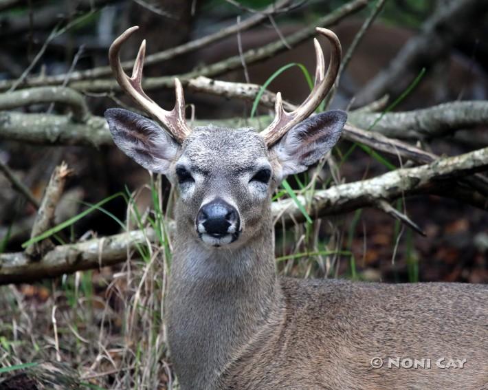 IMG_2881 key deer