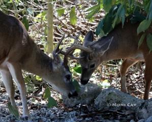 IMG_3028 antler lock