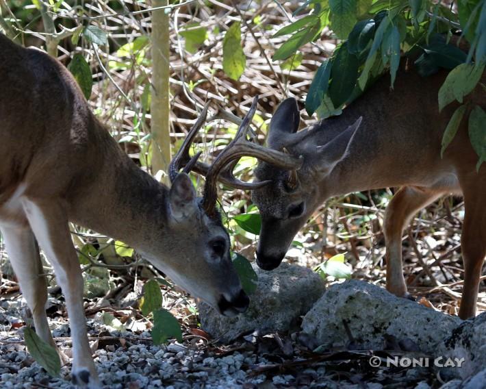 IMG_3028 antler lock