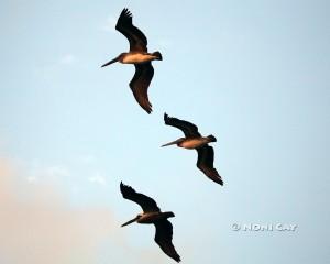 IMG_3109pelicans