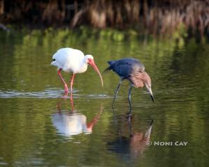 Reddish Egret and Ibis