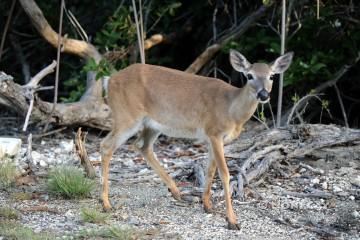 IMG_3138doe