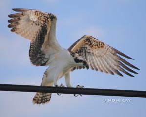 IMG_3153osprey