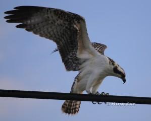 IMG_3159osprey