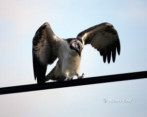 IMG_3186osprey