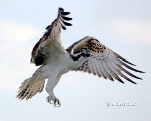 IMG_3192osprey