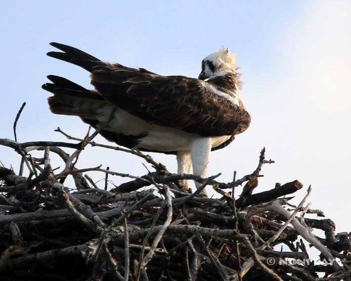 IMG_3205osprey