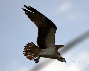 IMG_3208osprey Osprey in Flight