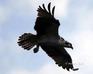 IMG_3209osprey