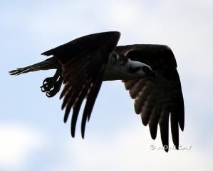 IMG_3211 osprey