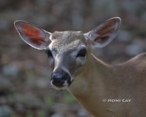 IMG_3381deer