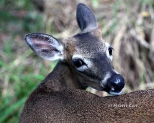 IMG_3442keydeer