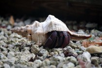 IMG_3473Hermit Crab