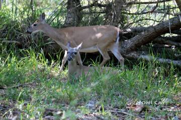 IMG_3479deer