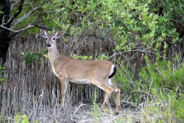 IMG_3613deer