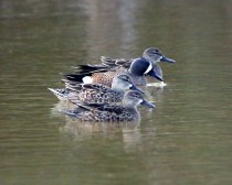 IMG_3616 Blue-winged Teal