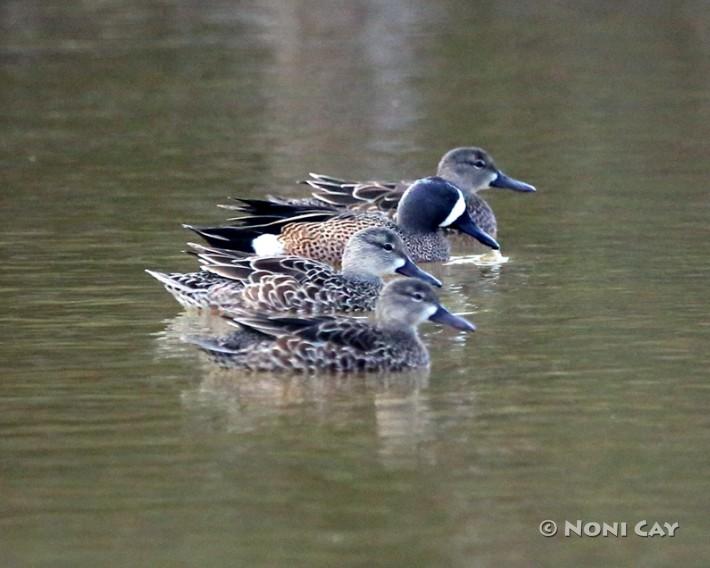 IMG_3616 Blue-winged Teal