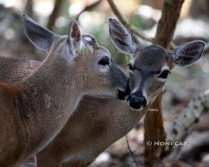 IMG_3687deer