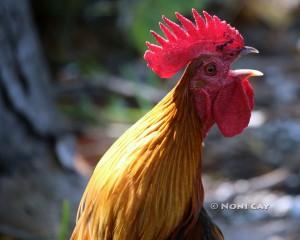 IMG_3700Rooster