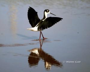 IMG_3846Black-necked Stilt Black-necked Stilt