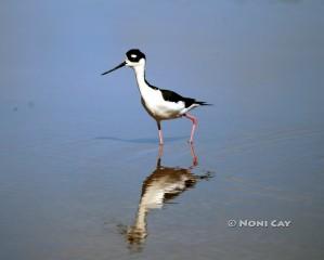 IMG_3878stilt