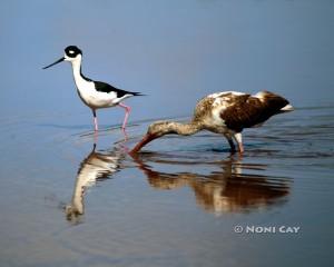 IMG_3880birds Black-necked Stilt and Ibis