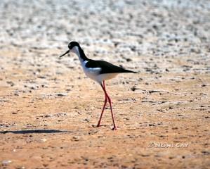 IMG_3889stilt Black-necked Stilt