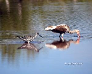 IMG_3903birds