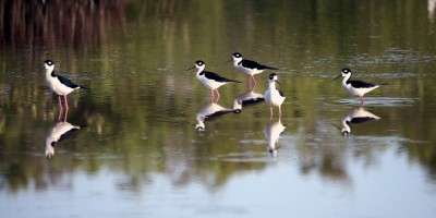 IMG_4143stilts Black-necked Stilt