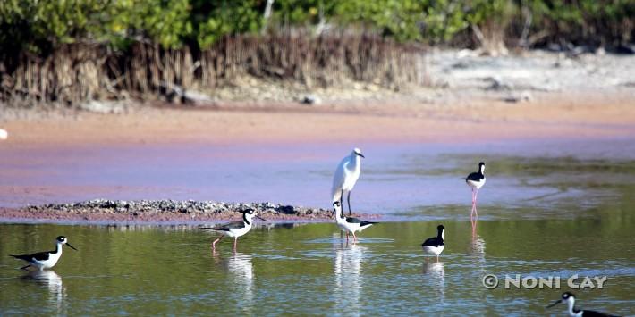 IMG_4173Stilts