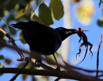 IMG_4194Grackle