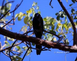 IMG_4208grackle