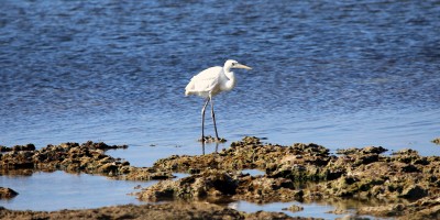 IMG_4226GreatEgret Great White Egret in the Sea