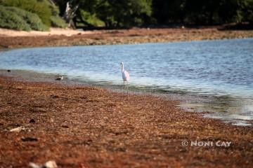 IMG_4241Seagrass Beach