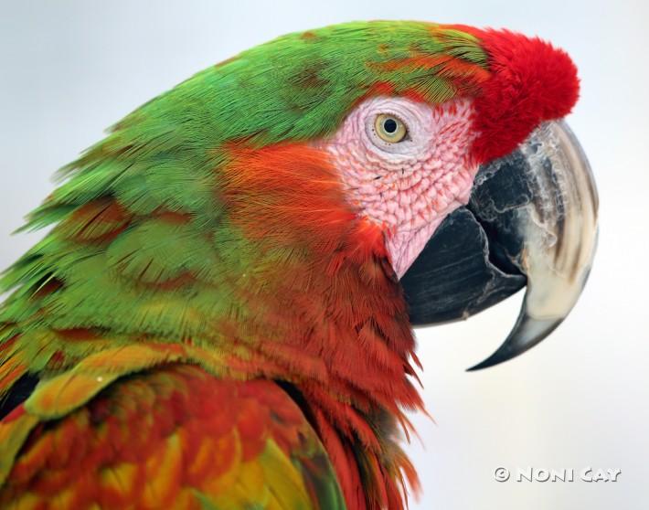 IMG_4378Parrot