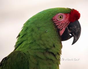 IMG_4390parot.