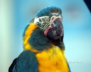 IMG_4398parrot Parrot