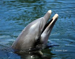 IMG_4433bottlenosedolphin