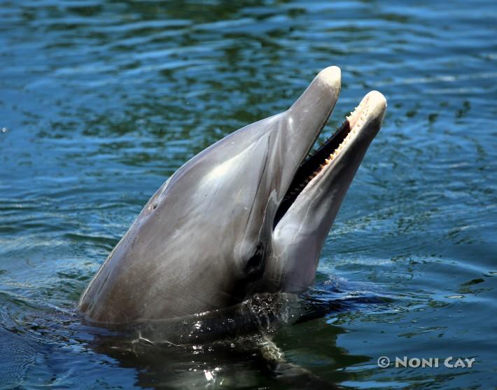 IMG_4433bottlenosedolphin