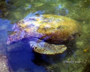 IMG_4522turtle