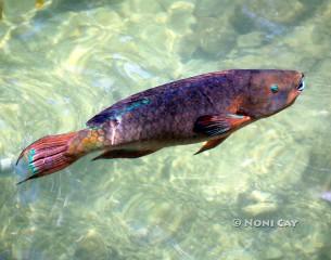 IMG_4532parrotfish,jpg