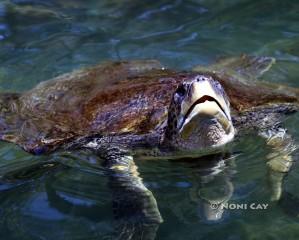 IMG_4540seaturtle