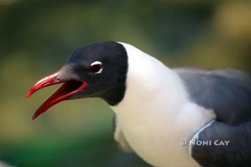 IMG_4582gull