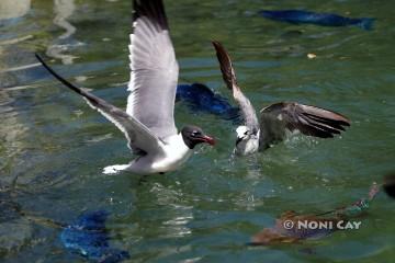 IMG_4595gulls and fish