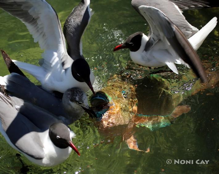 Laughing Gulls and Rainbow Parrotfish