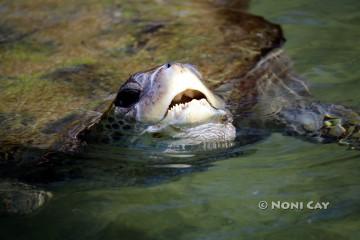 IMG_4613loggerhead