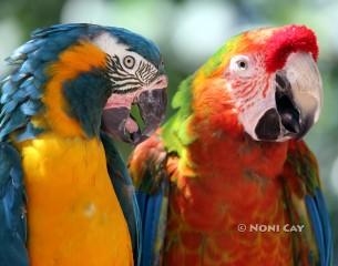 IMG_4627parrots Parrots