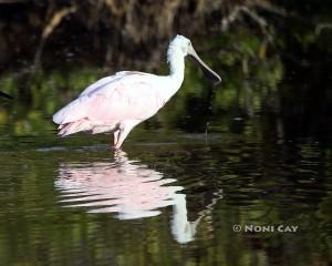 IMG_4682Spoonbill Roseate Spoonbill