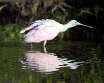 Roseate Spoonbill